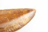 Serrated, Carcharodontosaurus Tooth - Excellent Enamel #192792-2